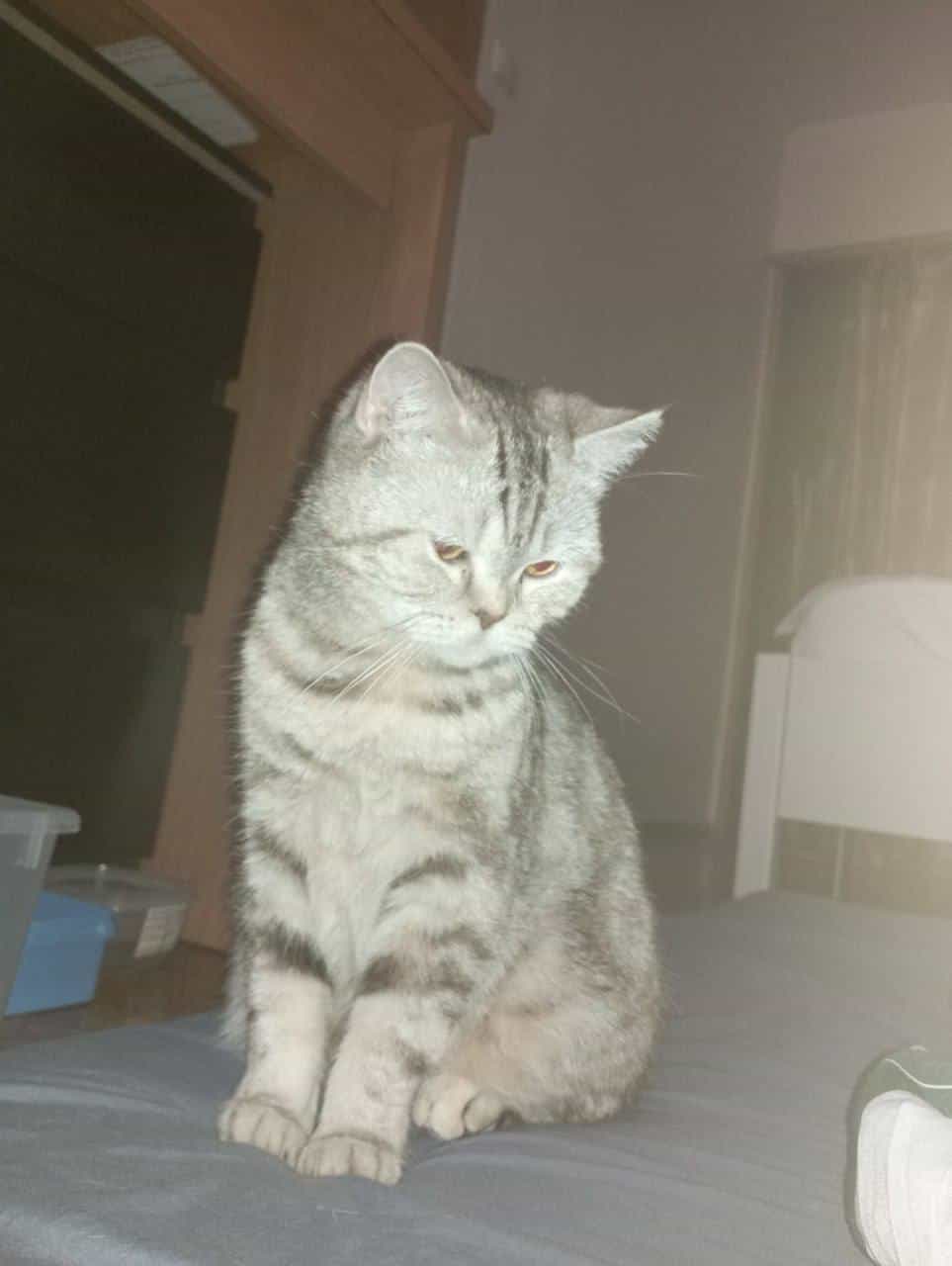 Китти