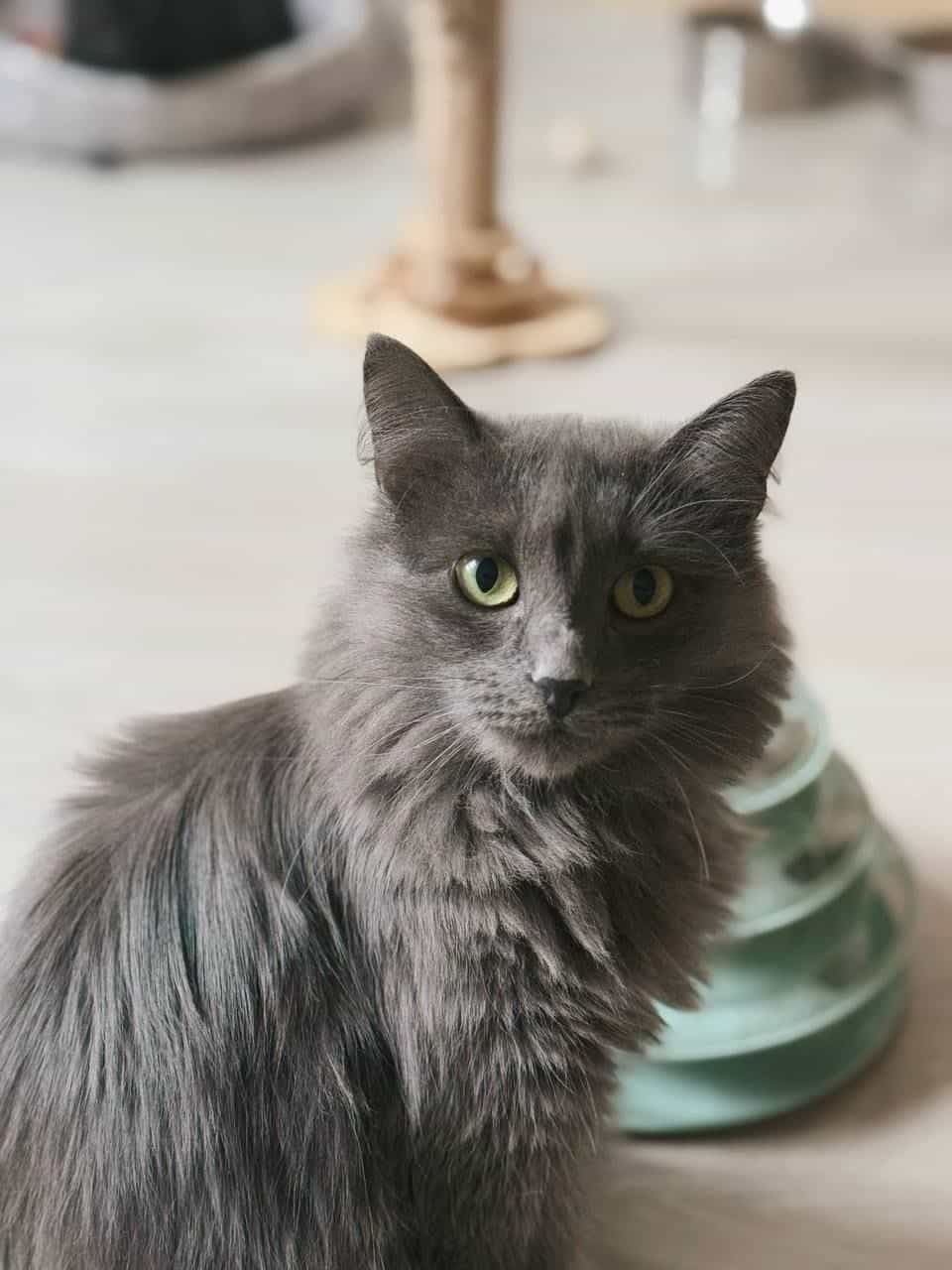 Айка