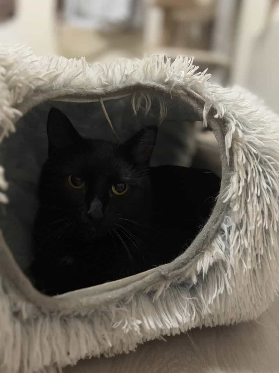 рикотта