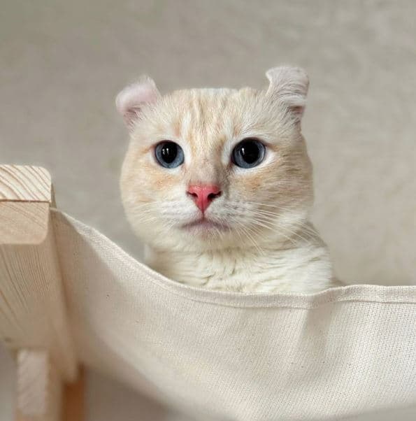 бейлисс