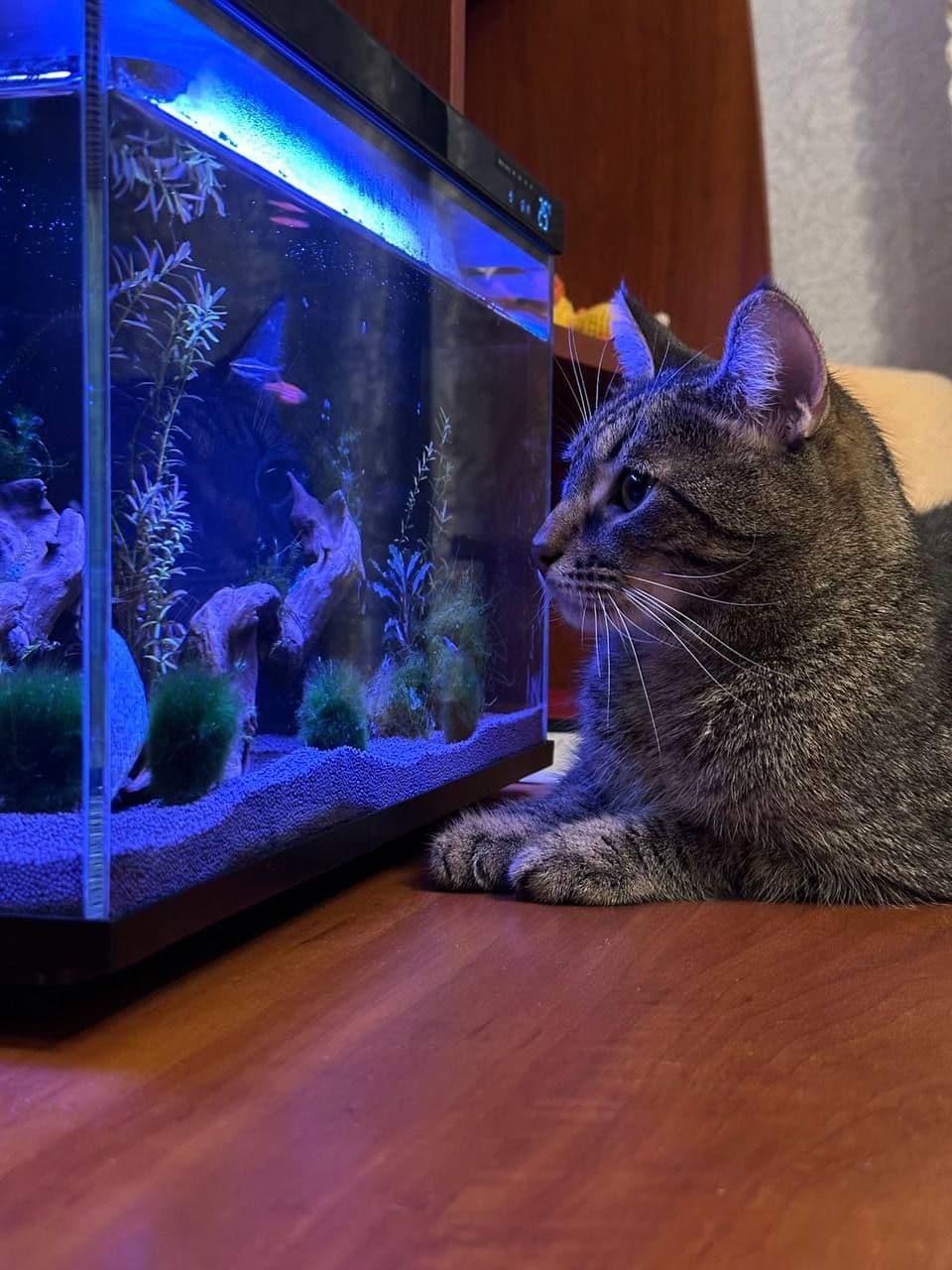 кося