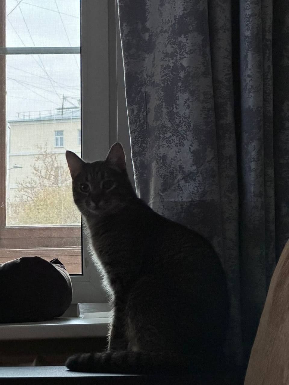 кося