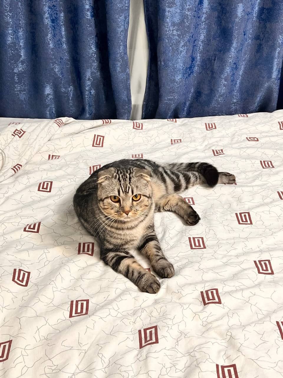 швепс