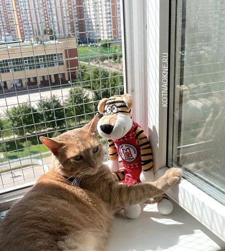 Кот на окне