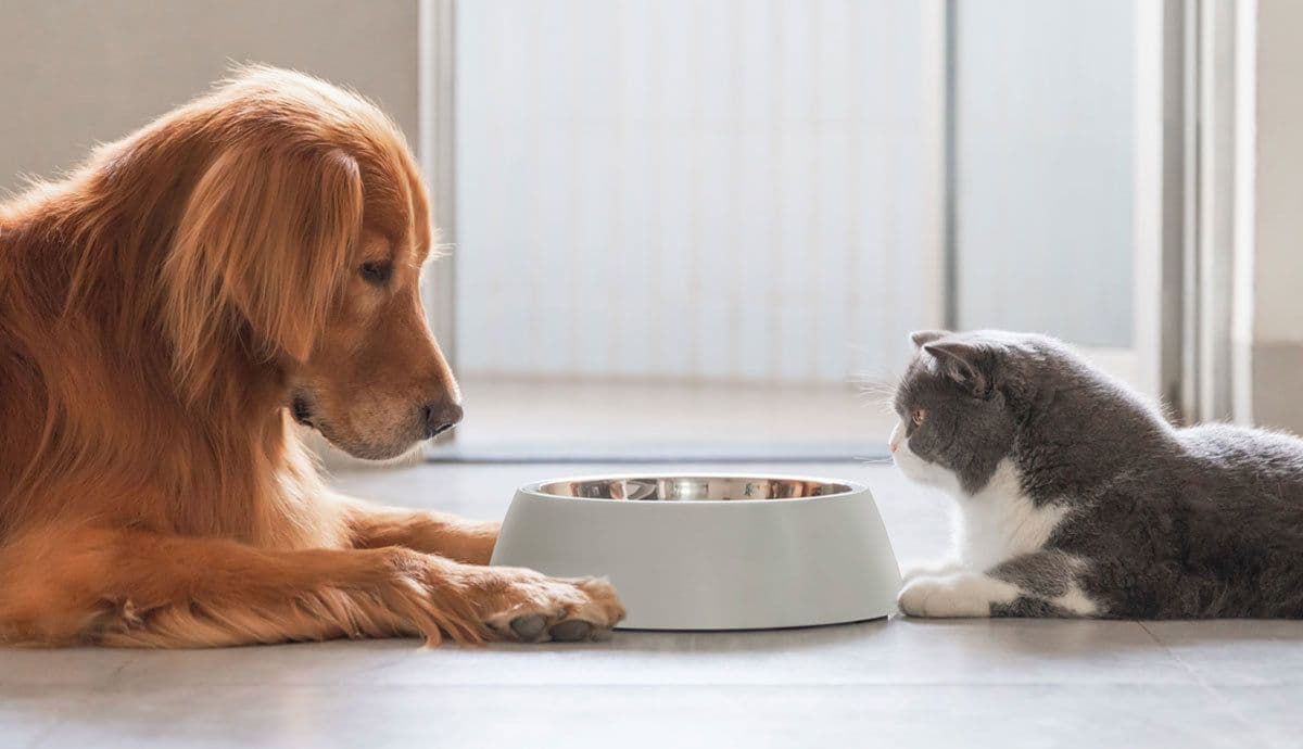кошка и собака едят