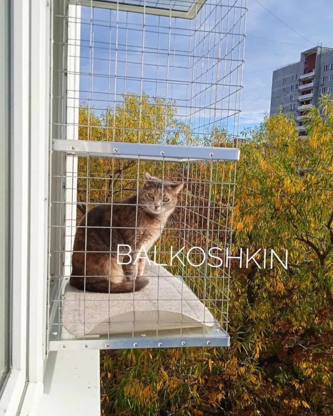 Балкошкин