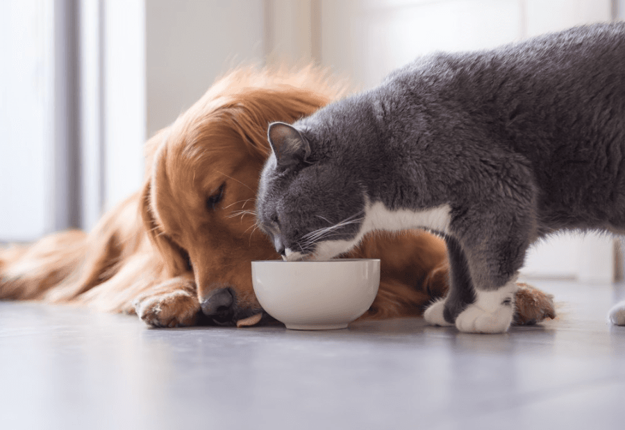 собака + кошка жрут
