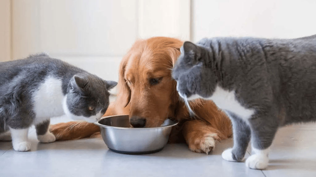 кошка и кот едят вкусно