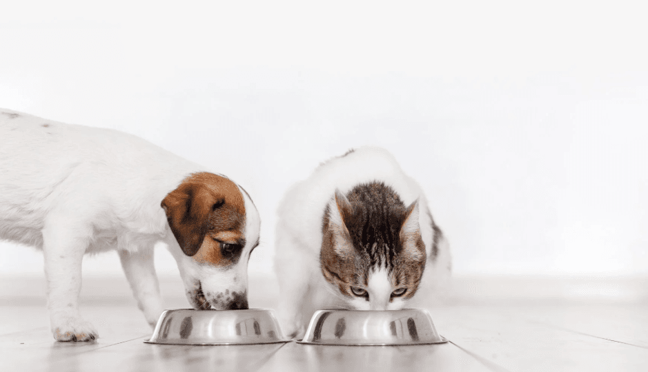 жрут коты и собаки