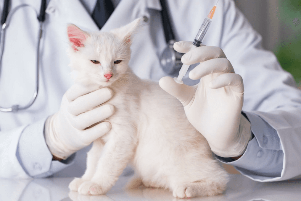 прививка чек