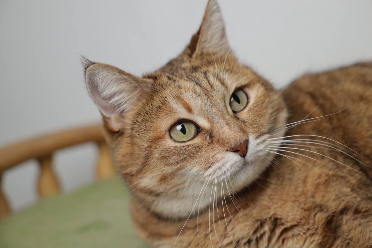 Шейлик жируха