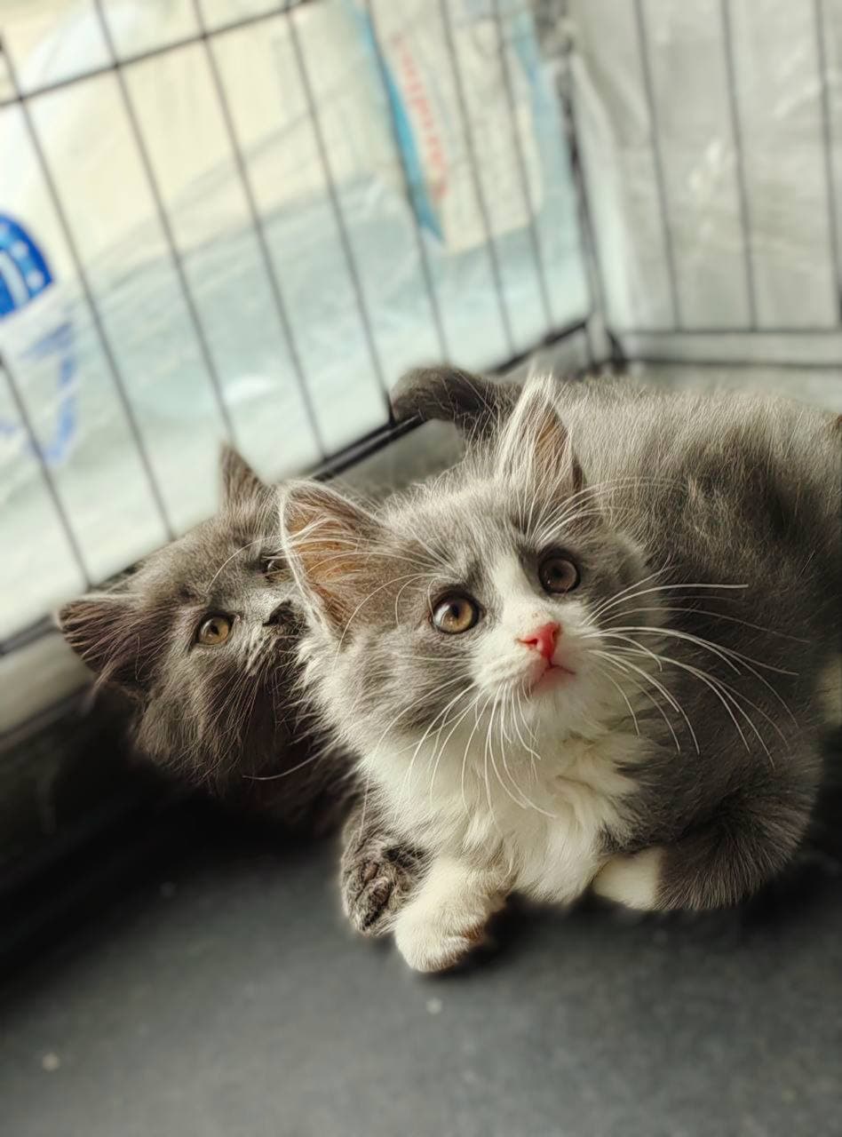 банда котят