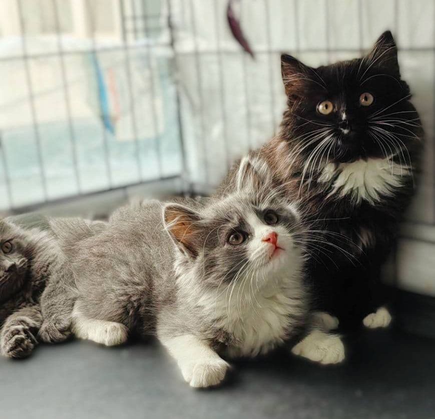 банда котят