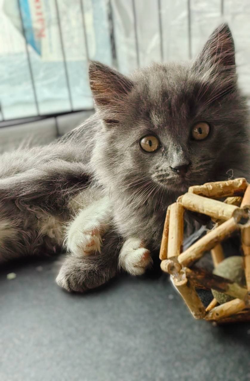банда котят