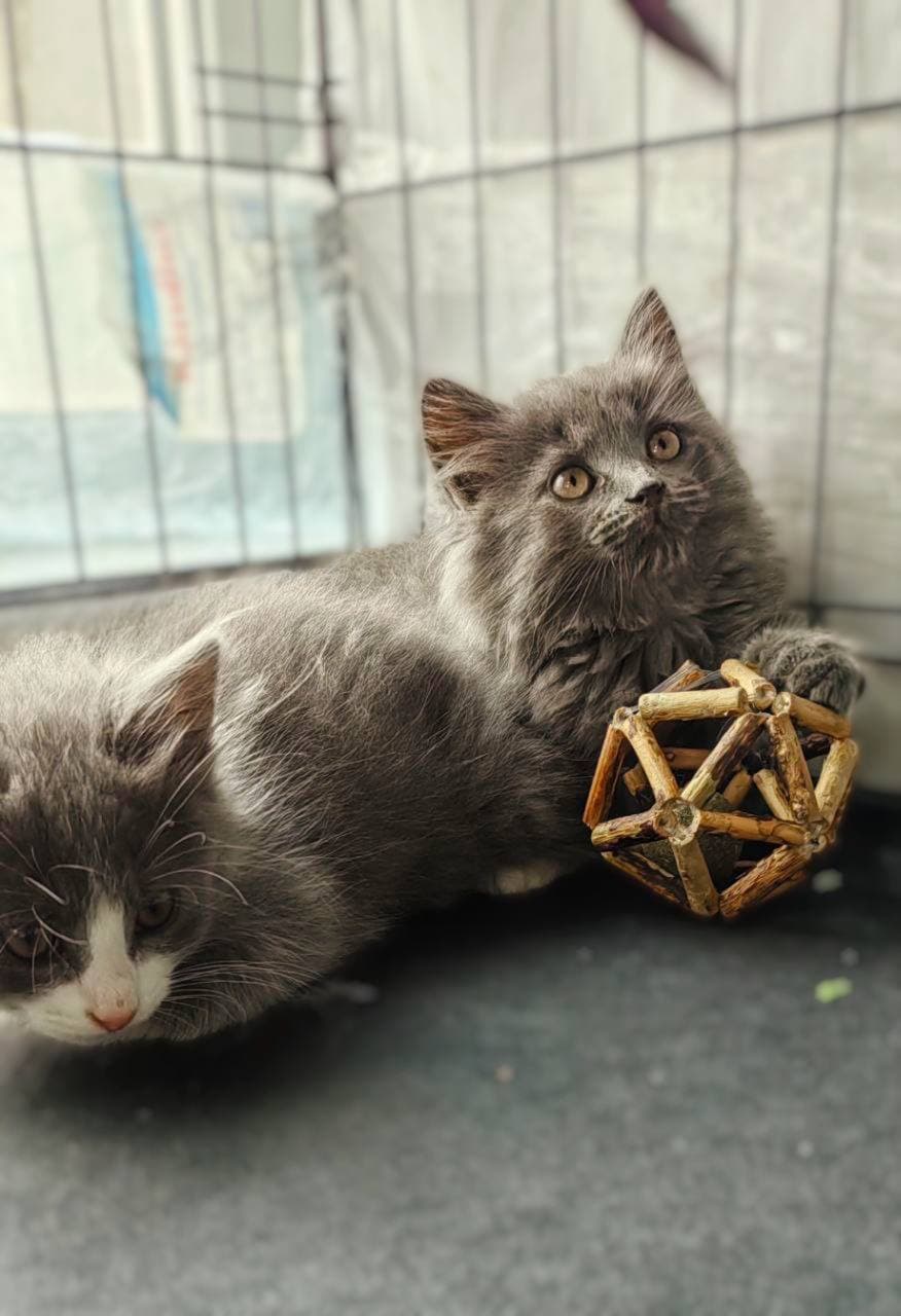 банда котят