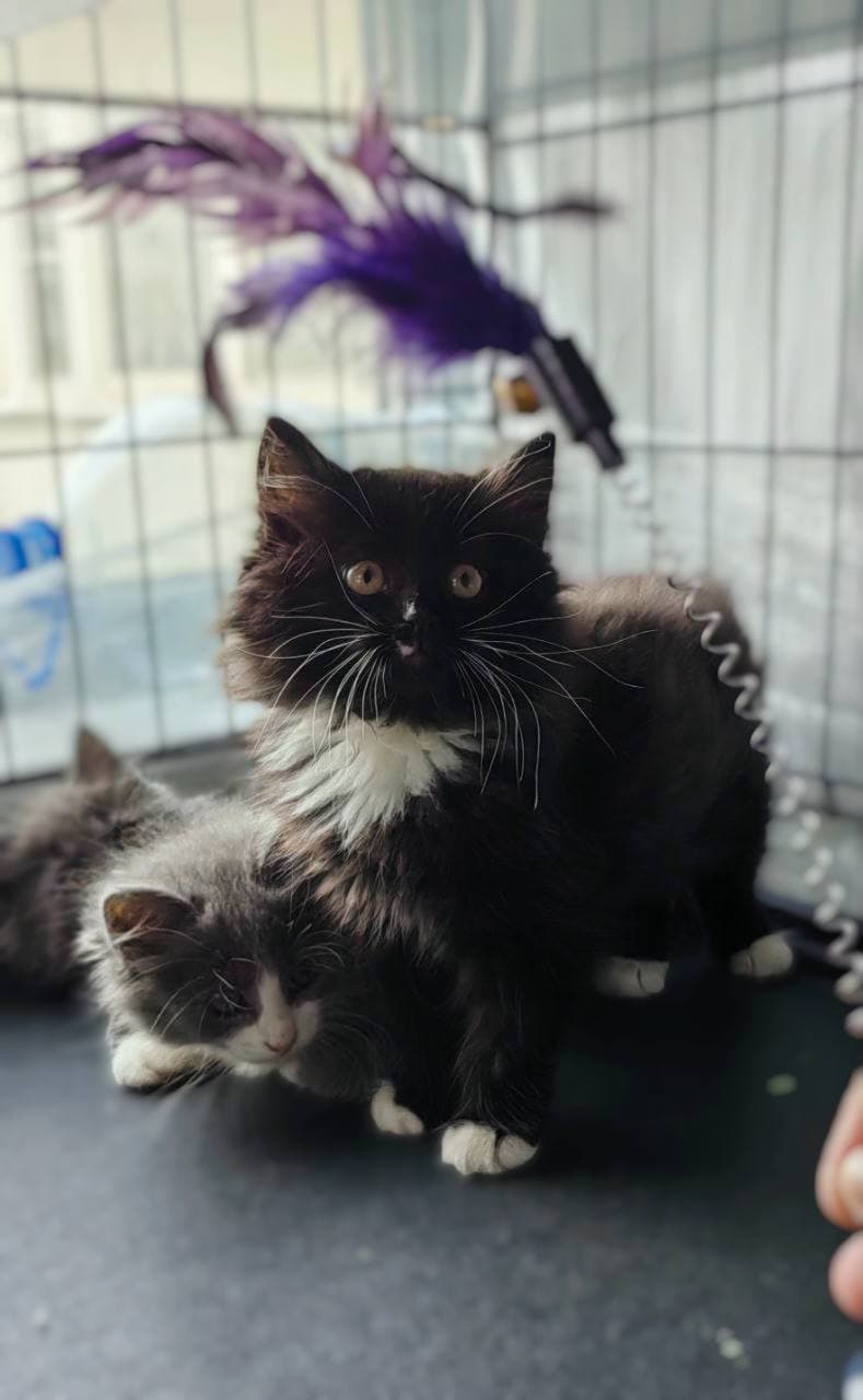 банда котят