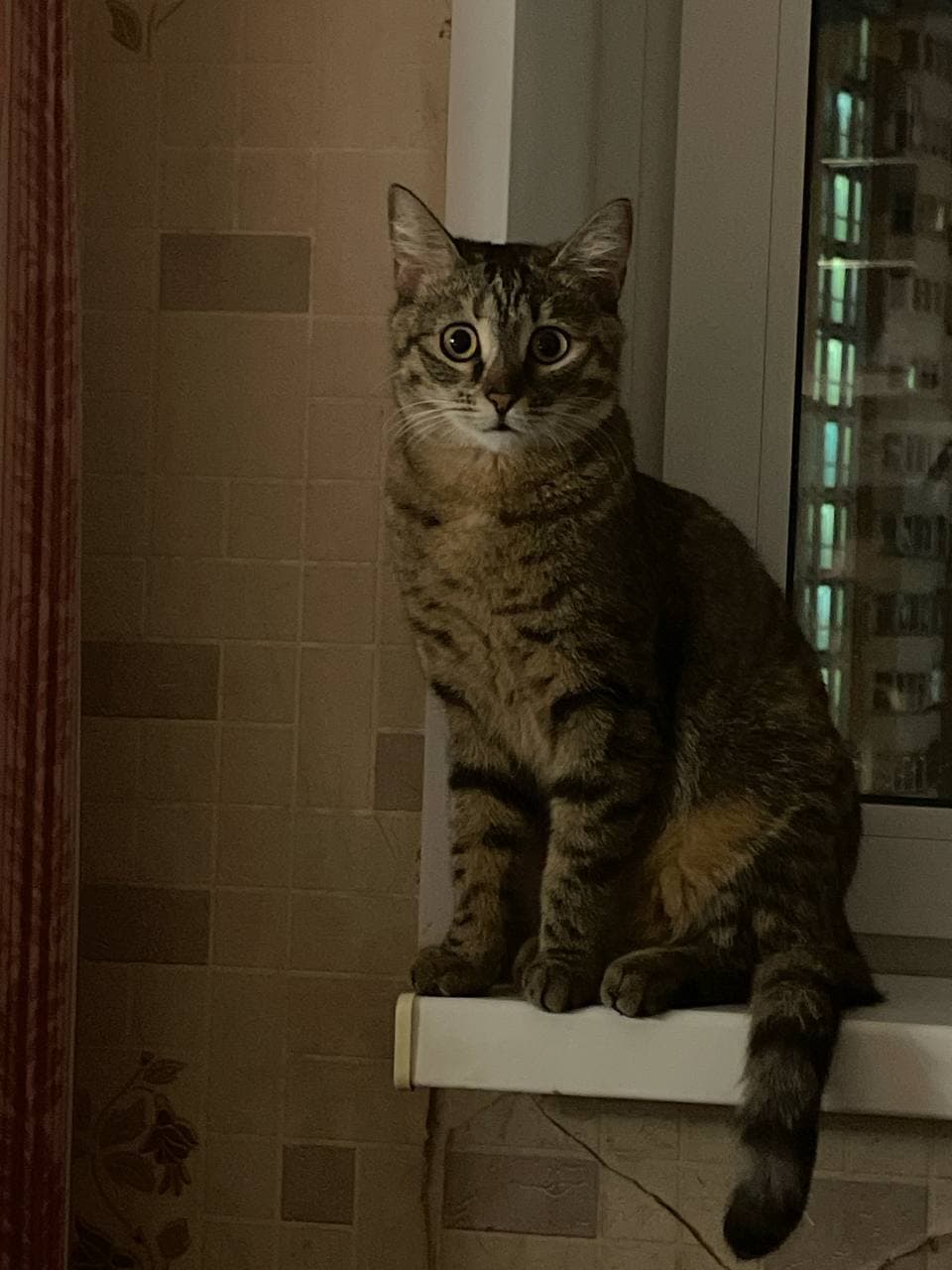шпрот