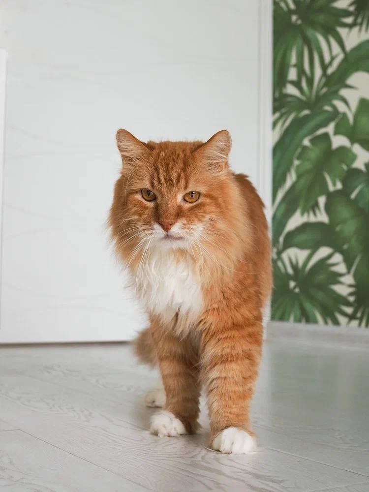 Лайм