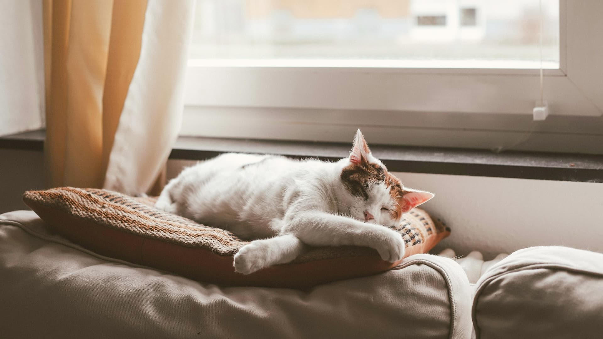 Sleeping cat
