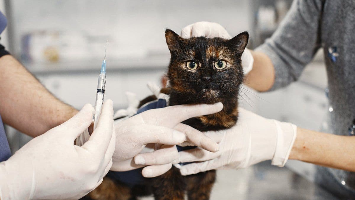 кошка вакцина