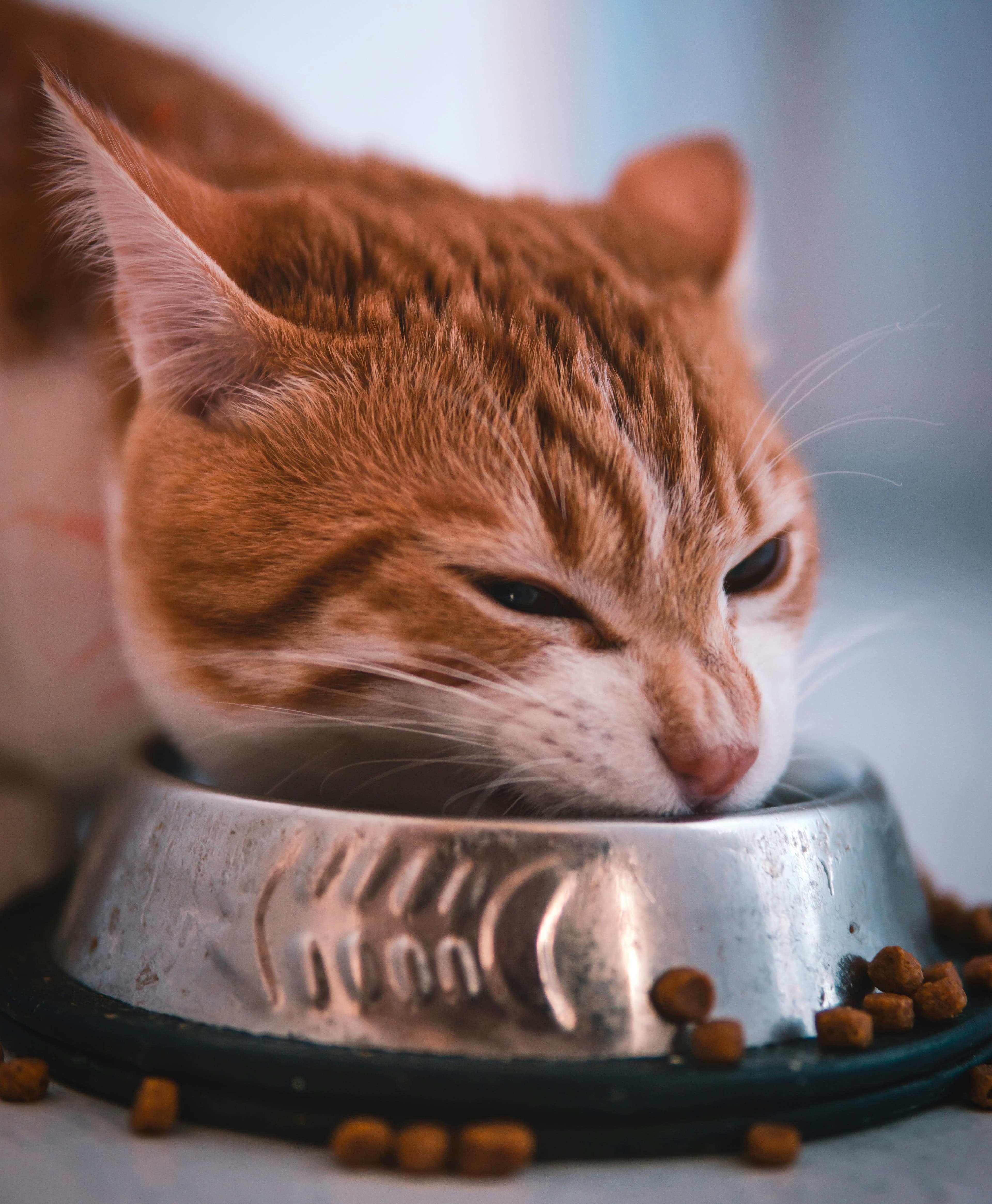 Кошка, миска, корм